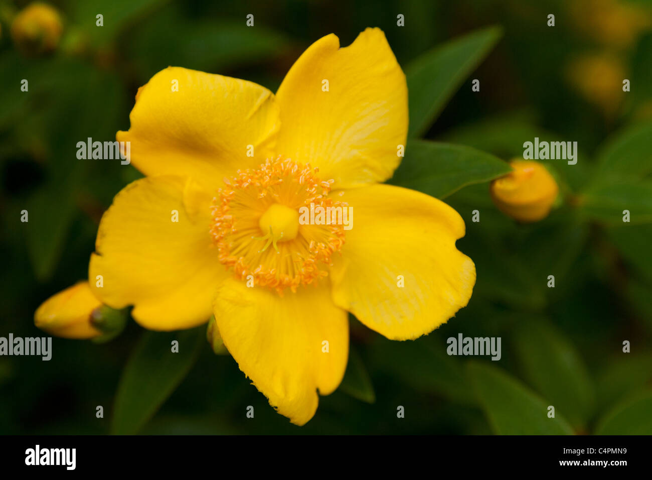 Hypericum Arbusto a fioritura Foto Stock