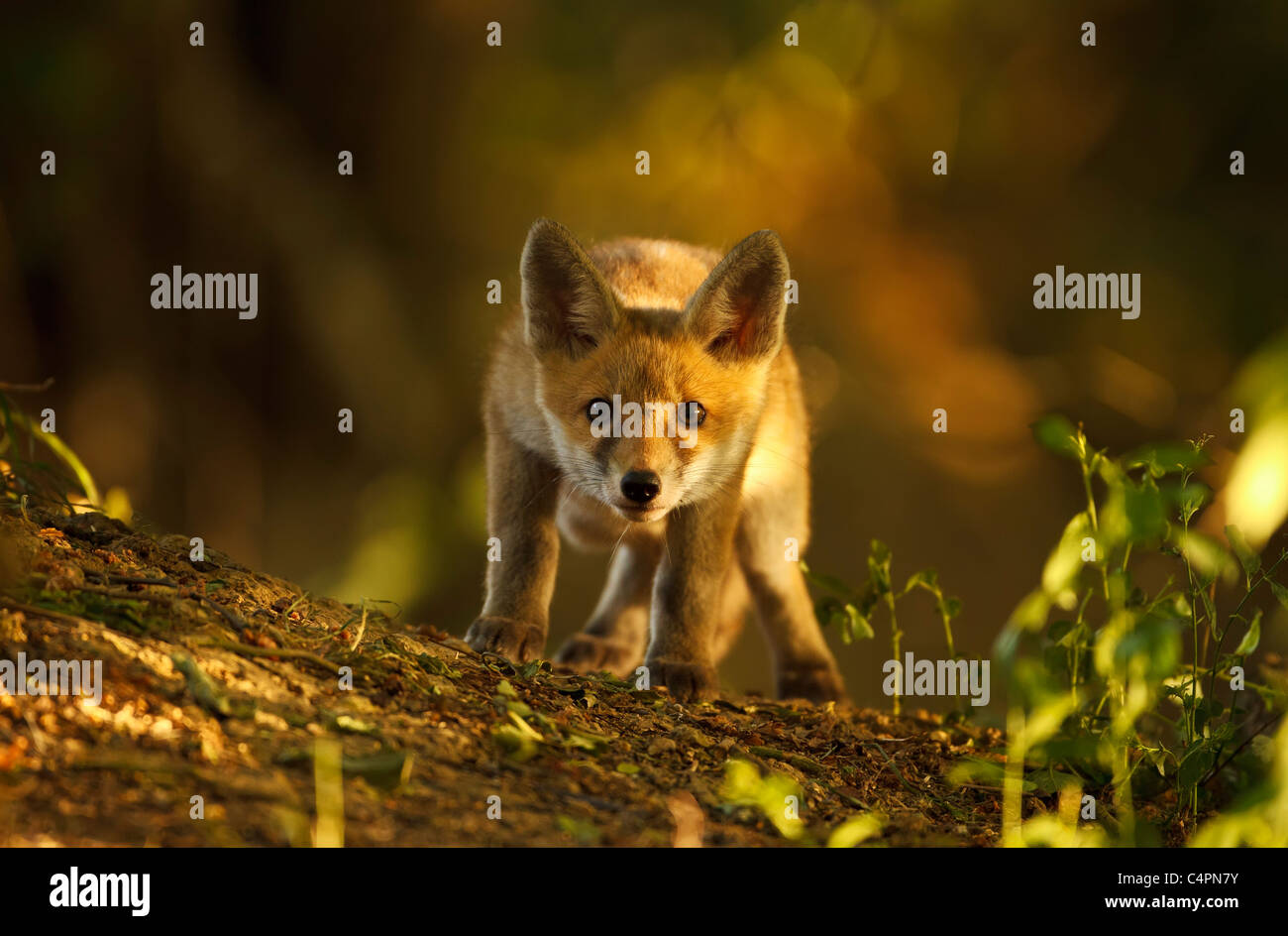 Curioso Red Fox Cub fissando in pezzata luce di bosco (Vulpes vulpes vulpes) Foto Stock