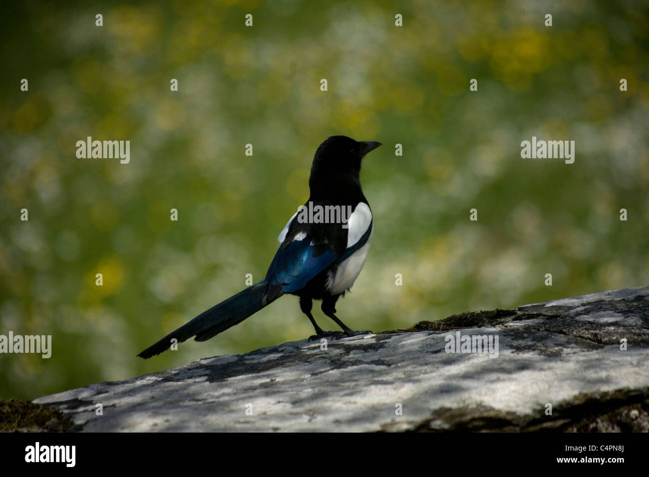 Una gazza o urraca bird (Pica pica), perchs in una parete O Cebreiro, in modo Francese del Cammino di San Giacomo, Galizia, Spagna Foto Stock