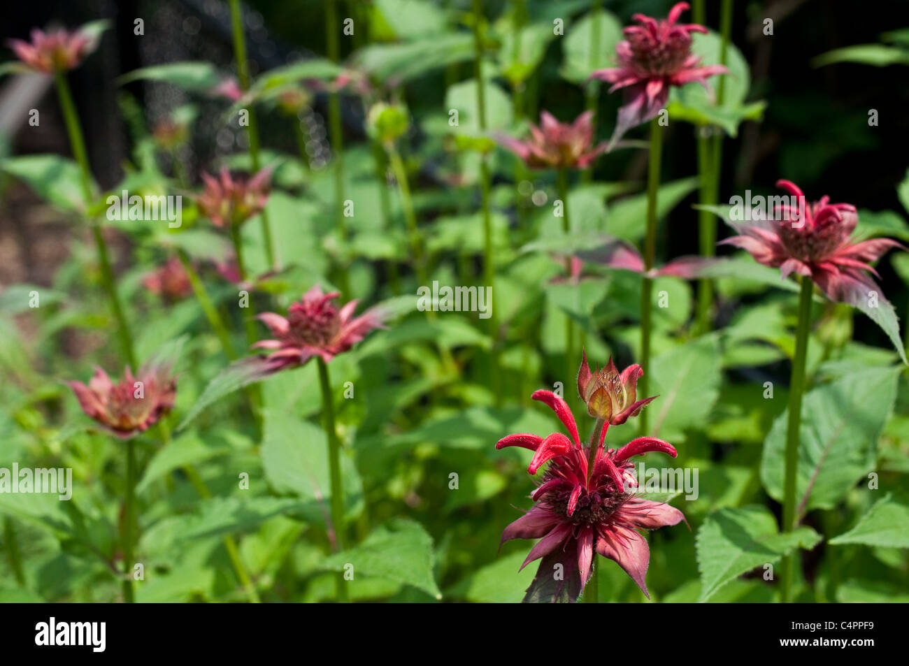 Rosa scuro Monarda (Bee Balm) in fiore. Foto Stock