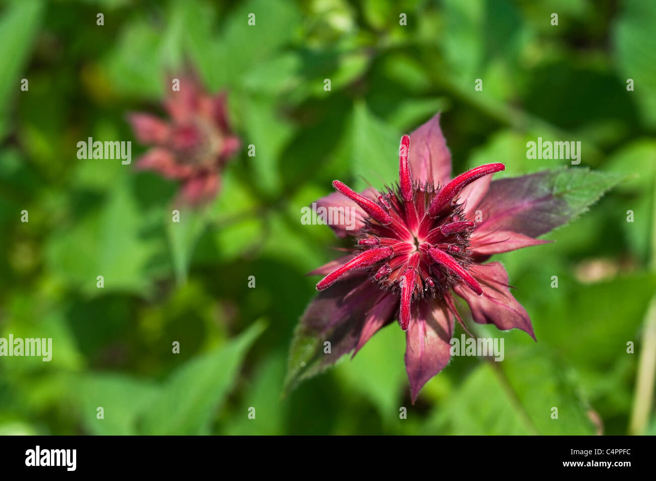 Rosa scuro Monarda (Bee Balm) in fiore. Foto Stock