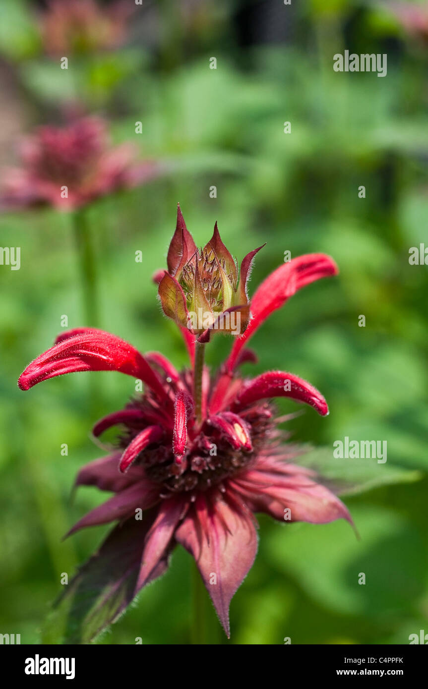 Rosa scuro Monarda (Bee Balm) in fiore. Foto Stock
