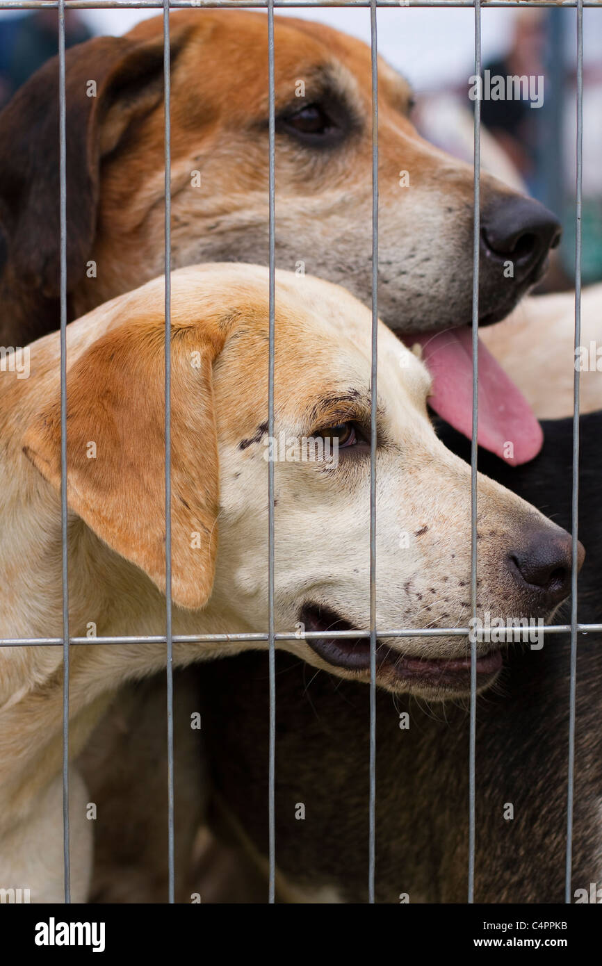 Caccia alla volpe in gabbia, cane, animale, cani da caccia, mammiferi, caccia, cacciatore, pelliccia, bianco, confezione da caccia, predatore canino, il Foxhound inglese. Foto Stock