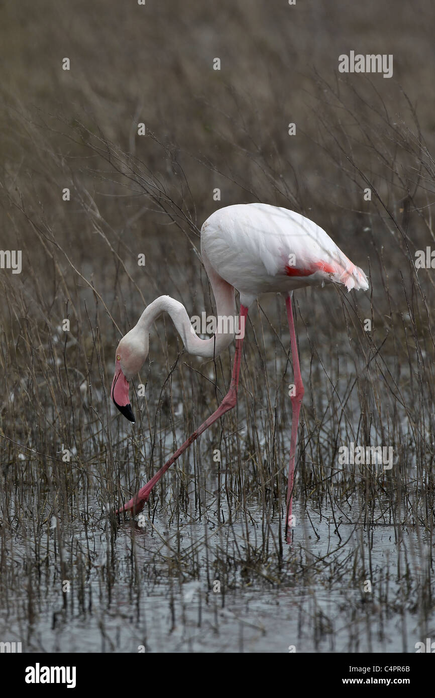 [Fenicottero maggiore] [Phoenicopterus ruber] alimentazione nella endorheic [Fuente de Piedra] laguna Foto Stock