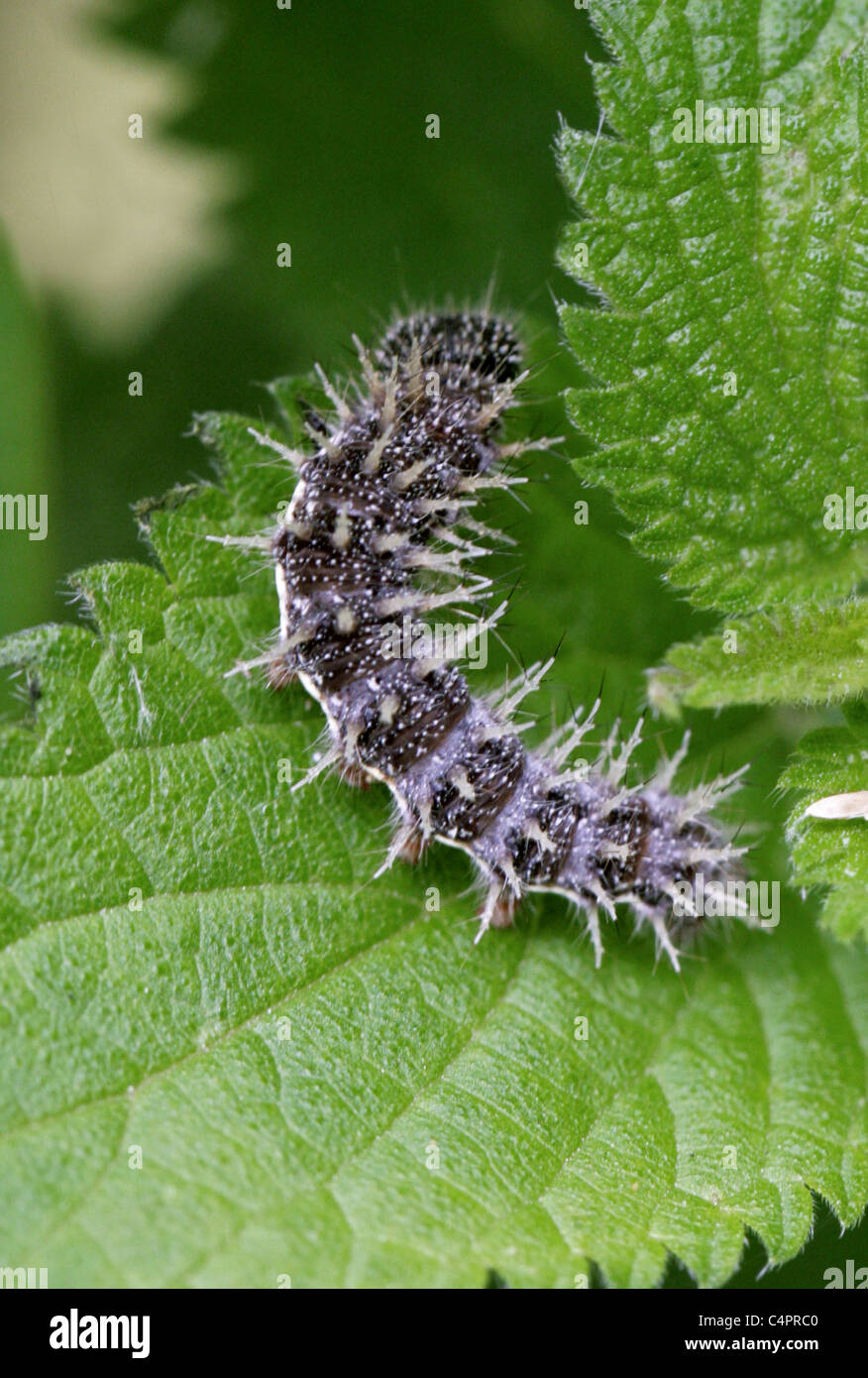 Dipinto di Lady Butterfly Larva, Vanessa cardui, Nymphalidae, Lepidoptera Foto Stock