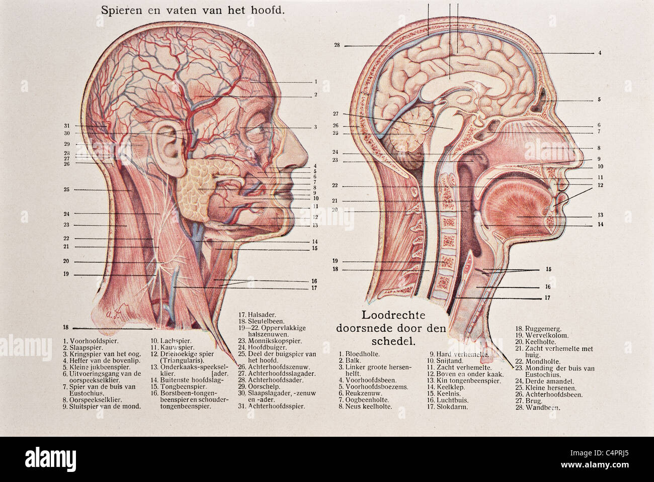 Antica Illustrazione medica del cranio, cranio, cervello, testa, viso Foto Stock