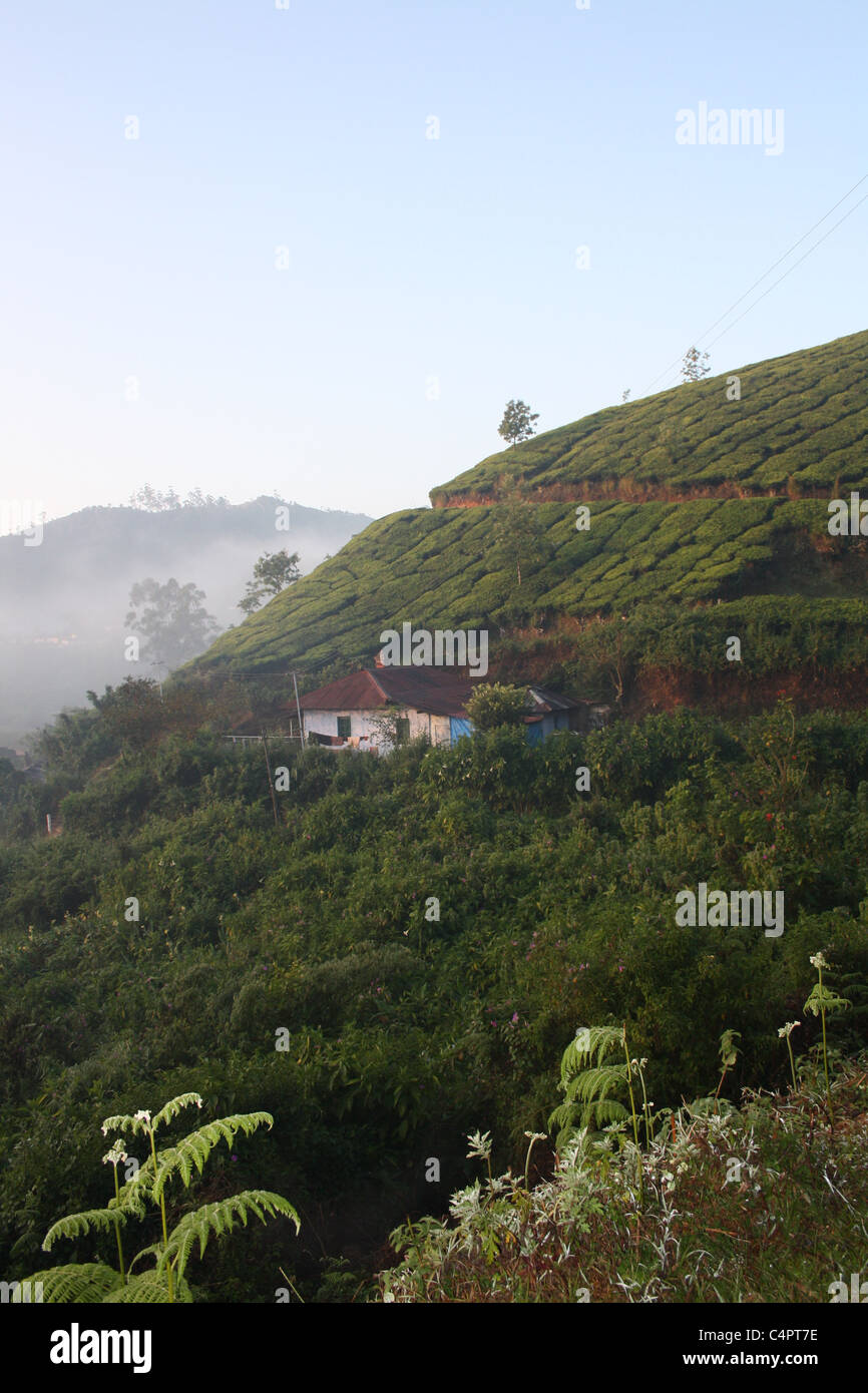 Misty la mattina presto in piantagioni di tè di Munnar India. Foto Stock