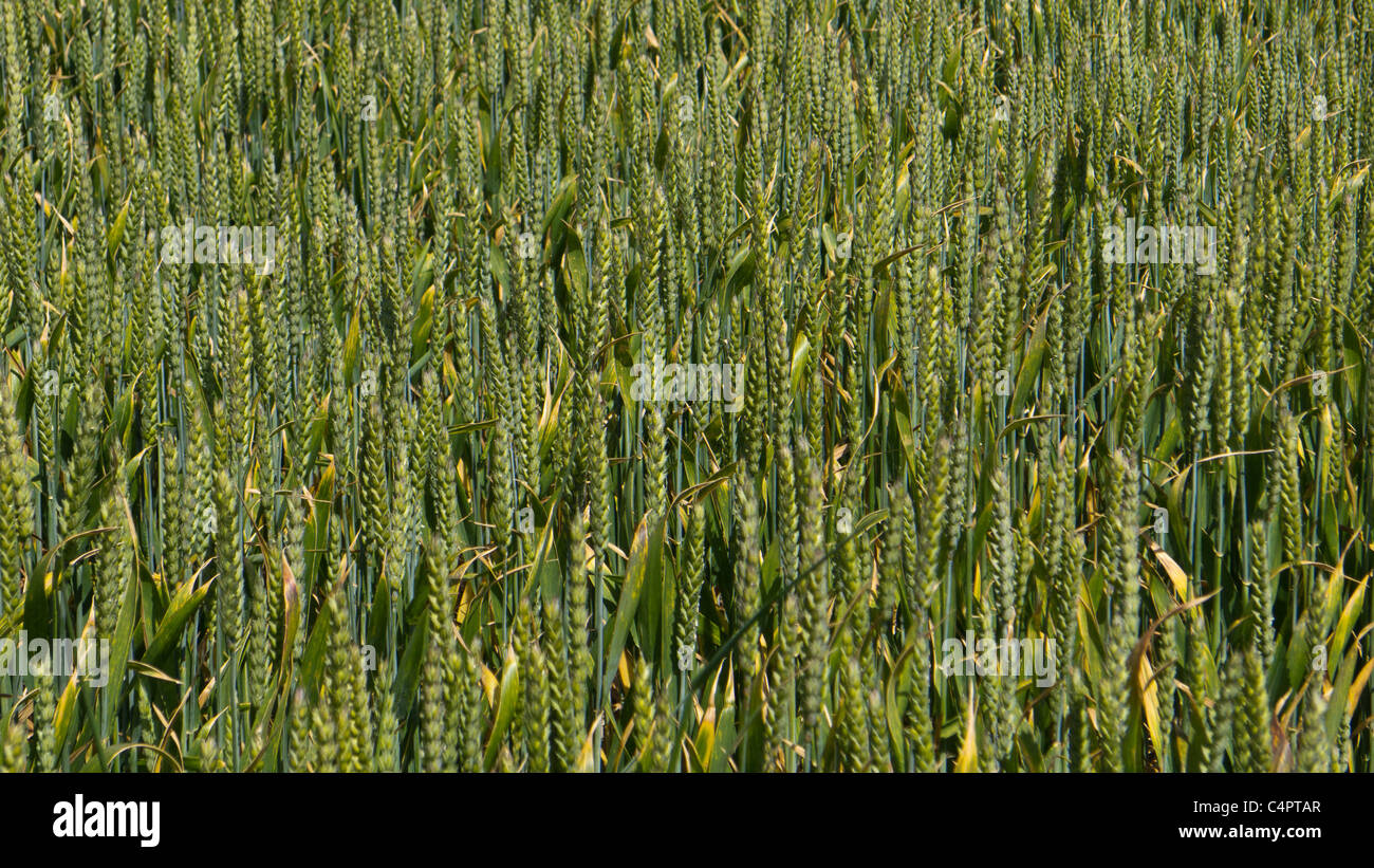 Coltivazione di grano inizio estate Foto Stock