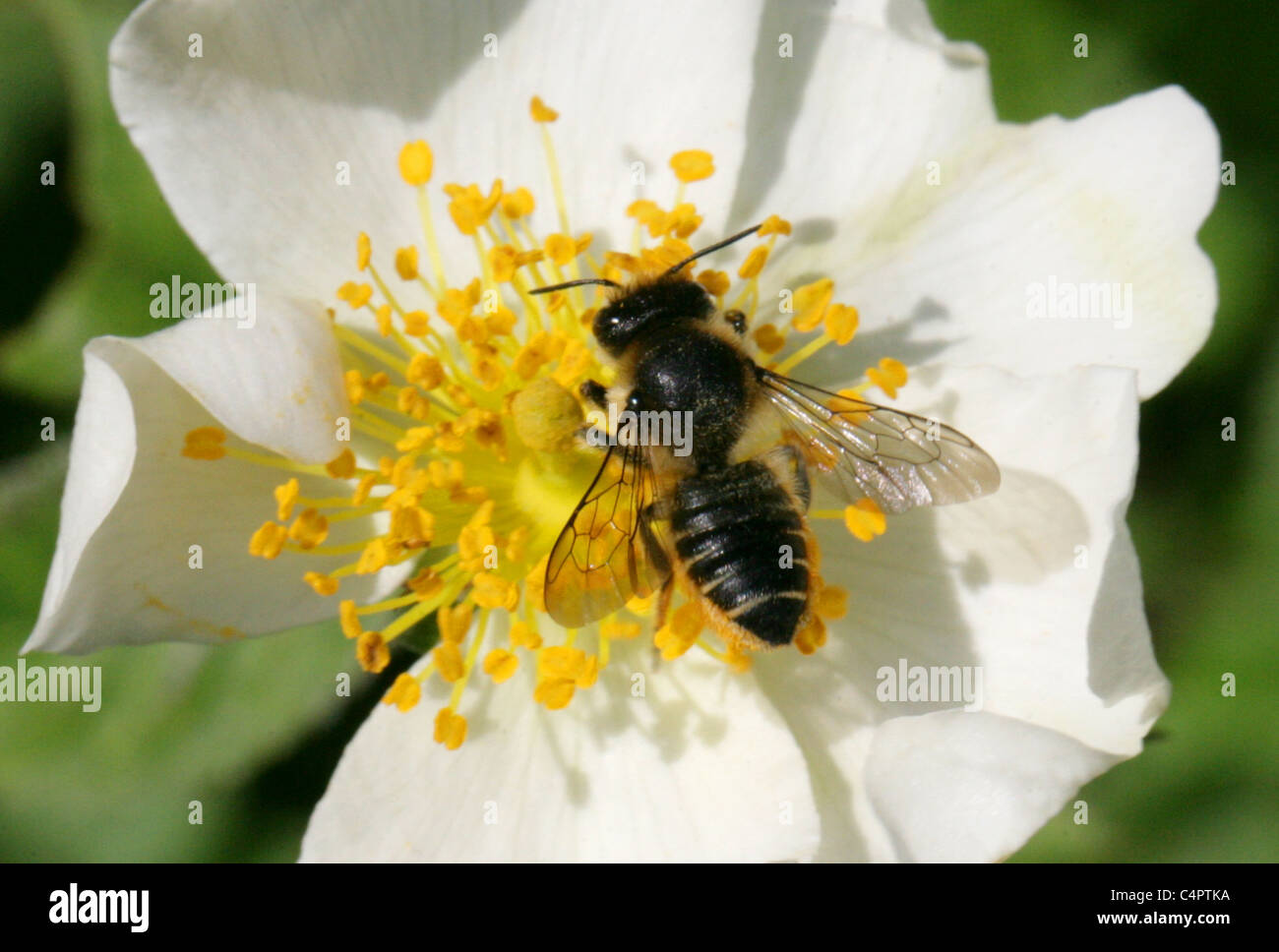 Patchwork Leafcutter Bee, Megachile centuncularis, Megachilidae, Apoidea, Apocrita, Hymenoptera. Foto Stock