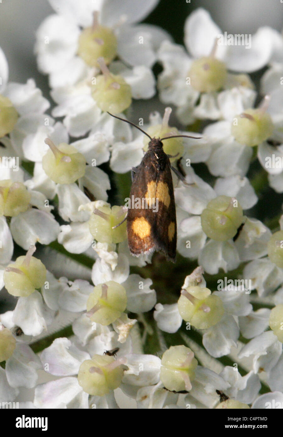 Tortrix Micro-tarma Pammene aurana, Tortricidae, Lepidotteri. Su Hogweed. Foto Stock