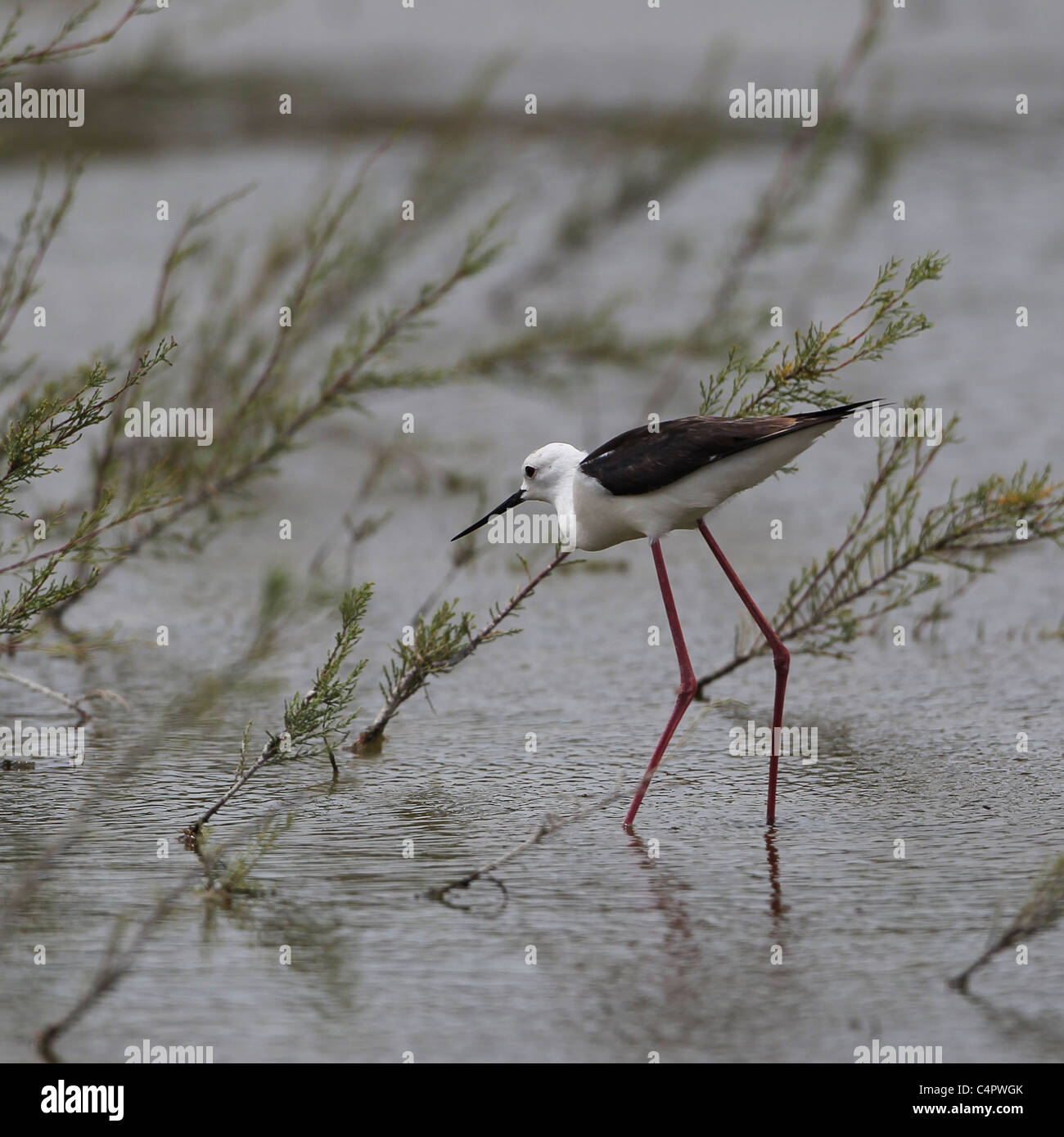 [Black-Winged Stilt] [Himantopus himantopus] al [Fuente de Piedra] endorheic laguna, Andalusia, Spagna Foto Stock