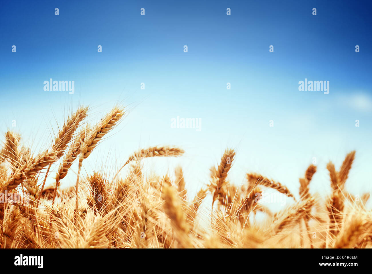 Campo di grano contro un cielo blu Foto Stock