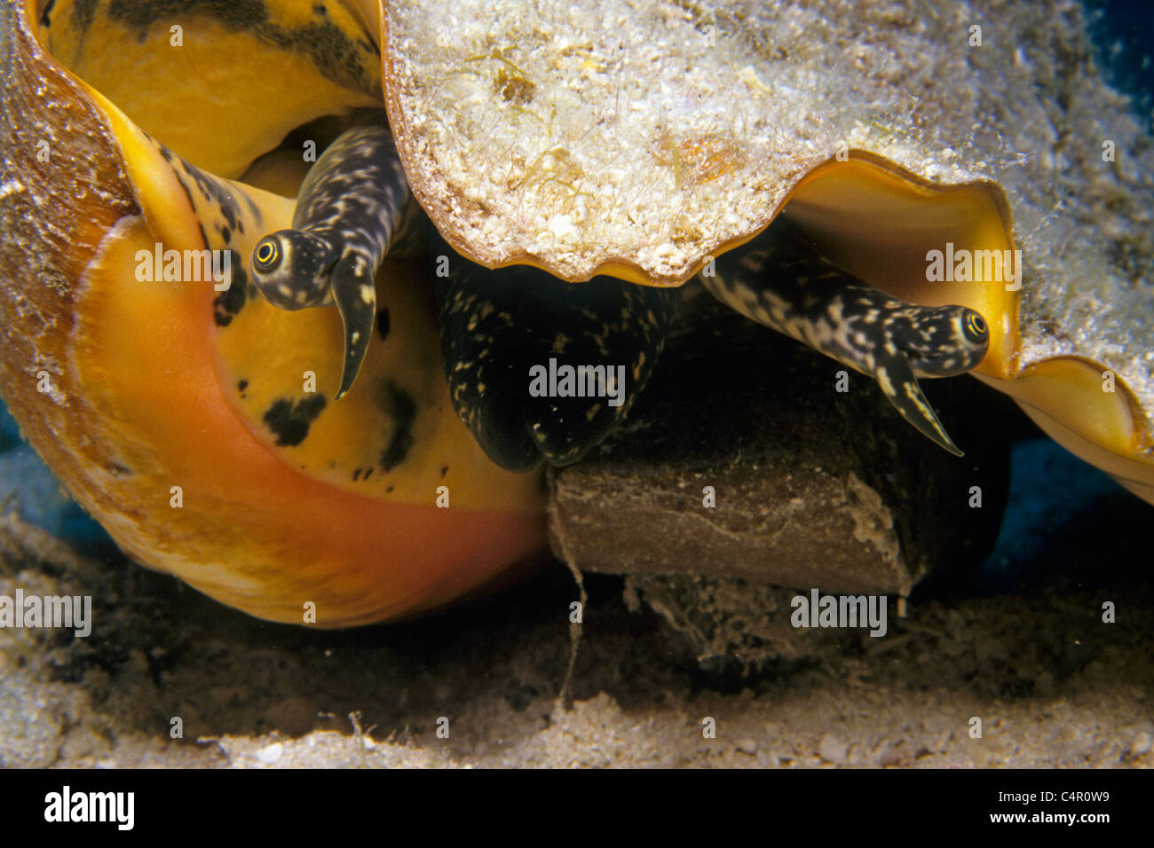 Gli occhi di una regina conch, conchiglia (Strombus gigas), Curaçao, mar dei Caraibi Foto Stock