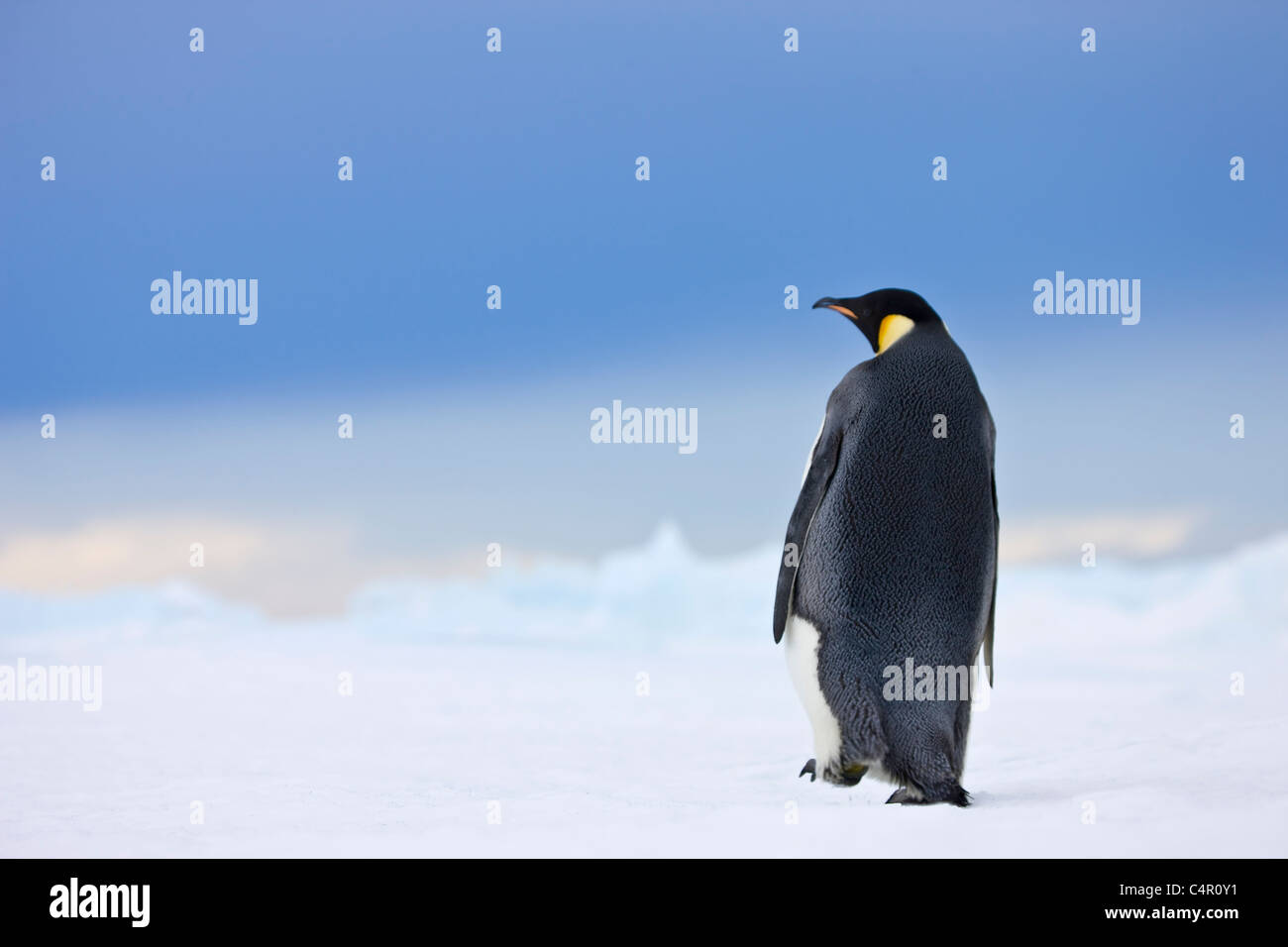 Pinguino imperatore su Snow Hill Island, Antartide Foto Stock