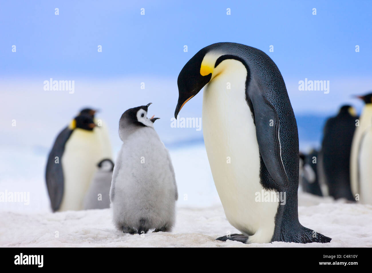 Pinguini imperatore, genitore con pulcini su ghiaccio, Snow Hill Island, Antartide Foto Stock