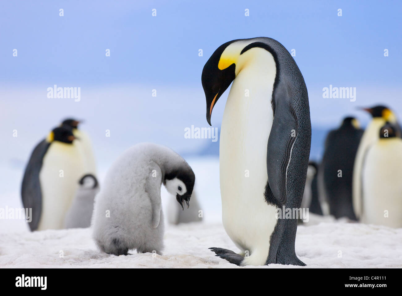 Pinguini imperatore, genitore con pulcini su ghiaccio, Snow Hill Island, Antartide Foto Stock