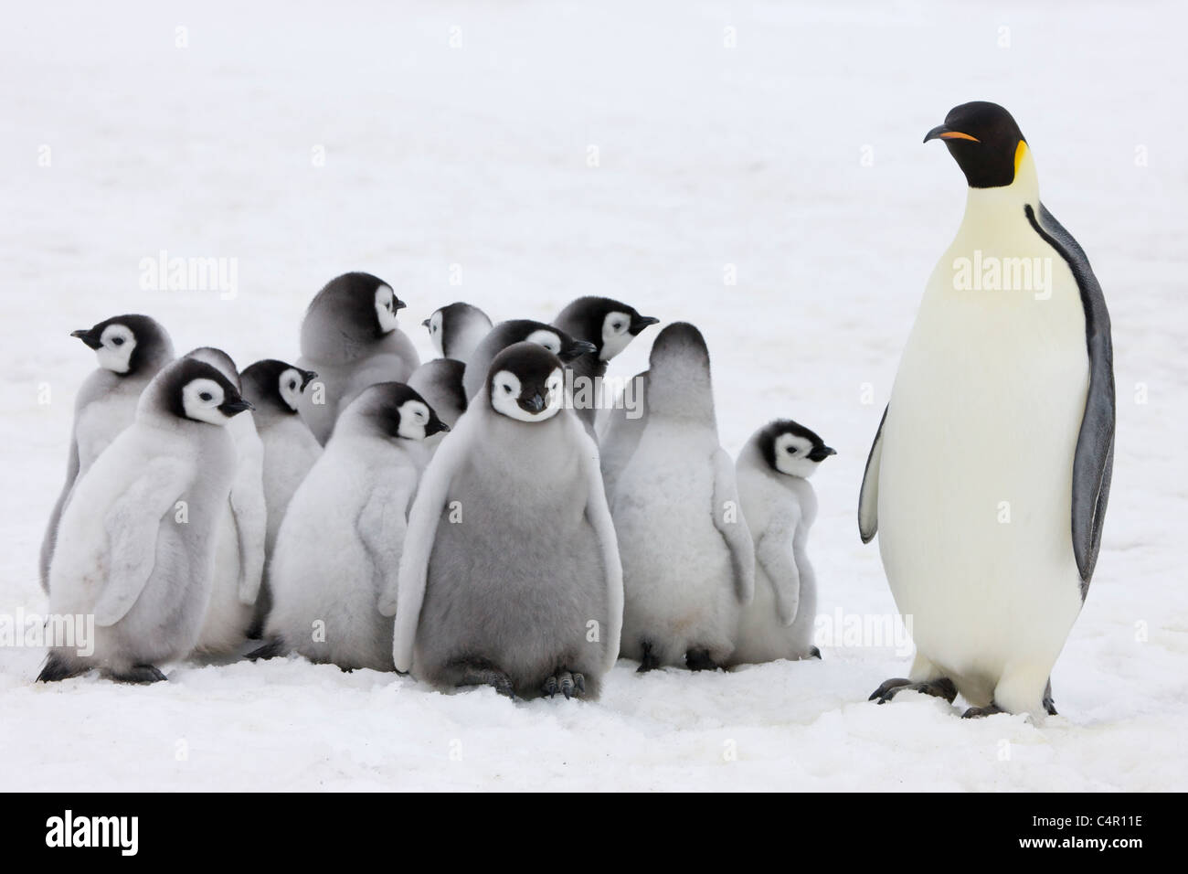 Pinguini imperatore genitore con pulcini su ghiaccio, Snow Hill Island, Antartide Foto Stock
