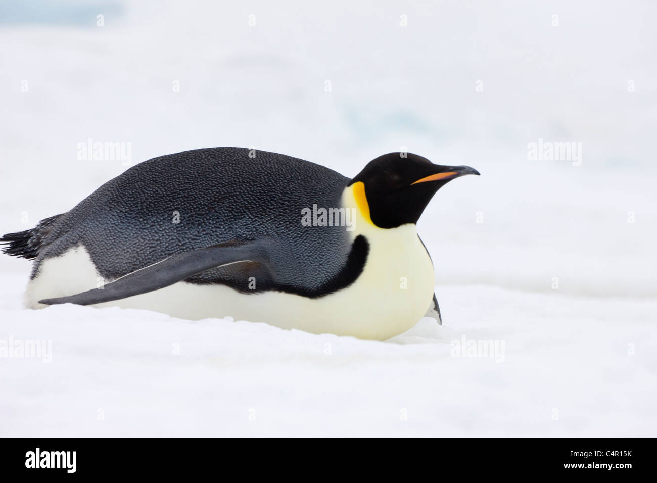 Pinguino imperatore scivolando sul ghiaccio, Snow Hill Island, Antartide  Foto stock - Alamy