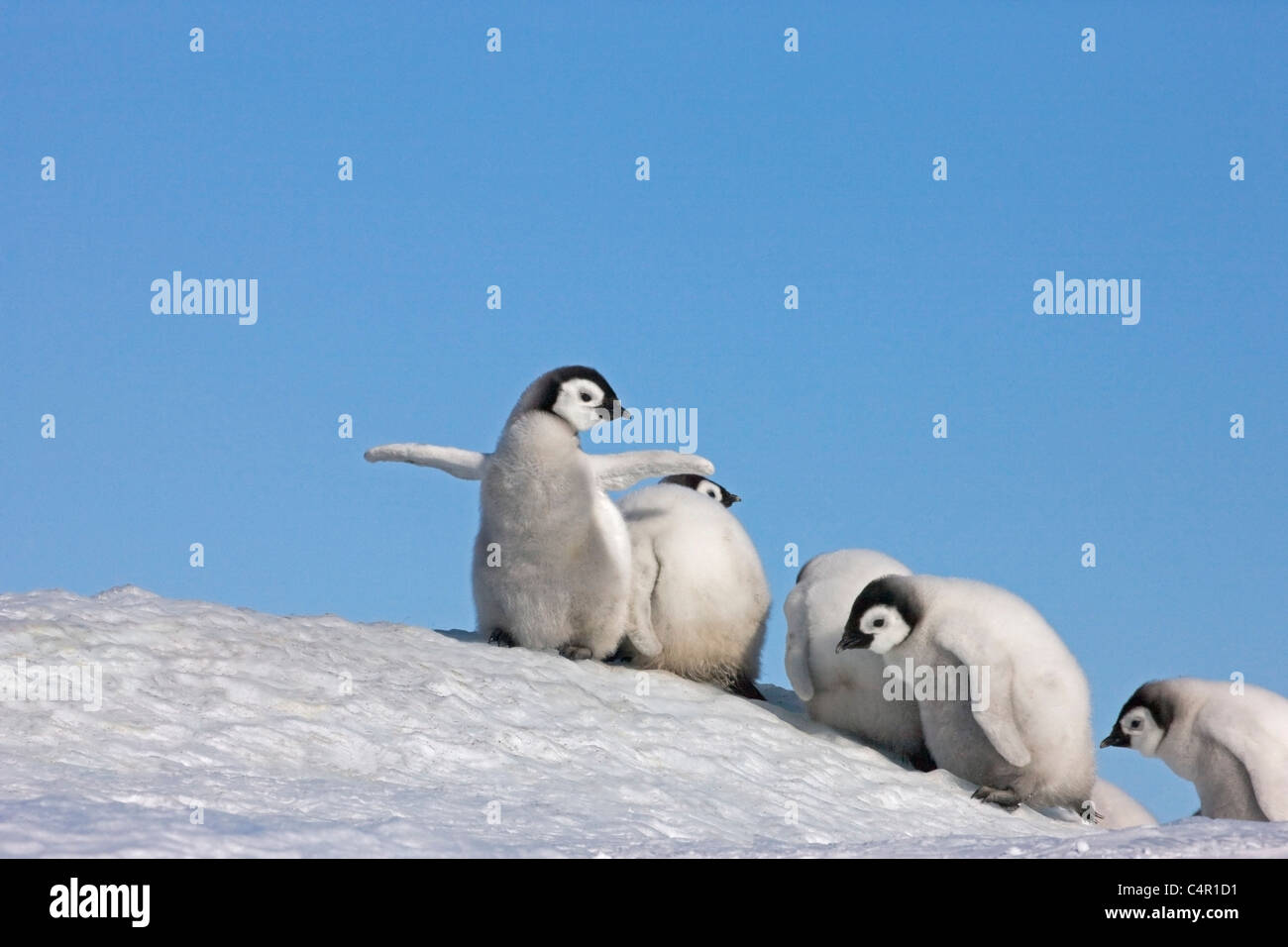 Pinguino imperatore pulcini su un piccolo tumulo di neve, Snow Hill Island, Antartide Foto Stock