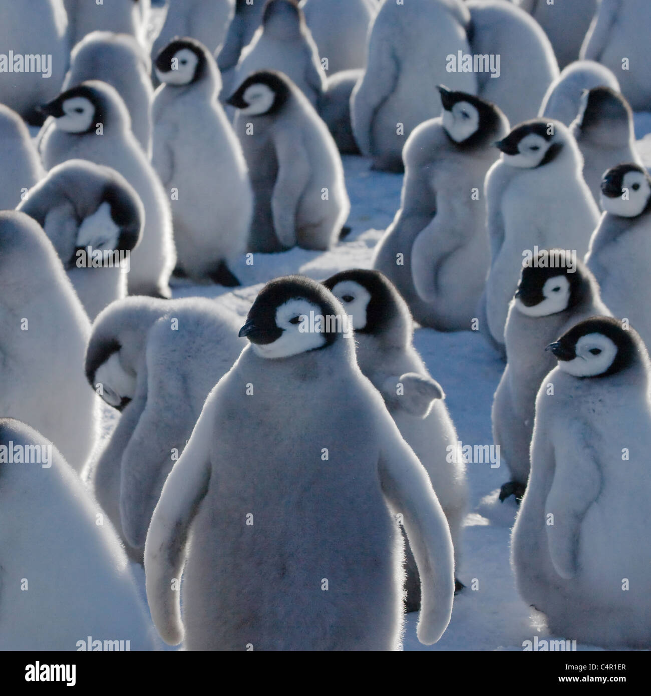 Pinguino imperatore pulcini su ghiaccio, Snow Hill Island, Antartide Foto Stock