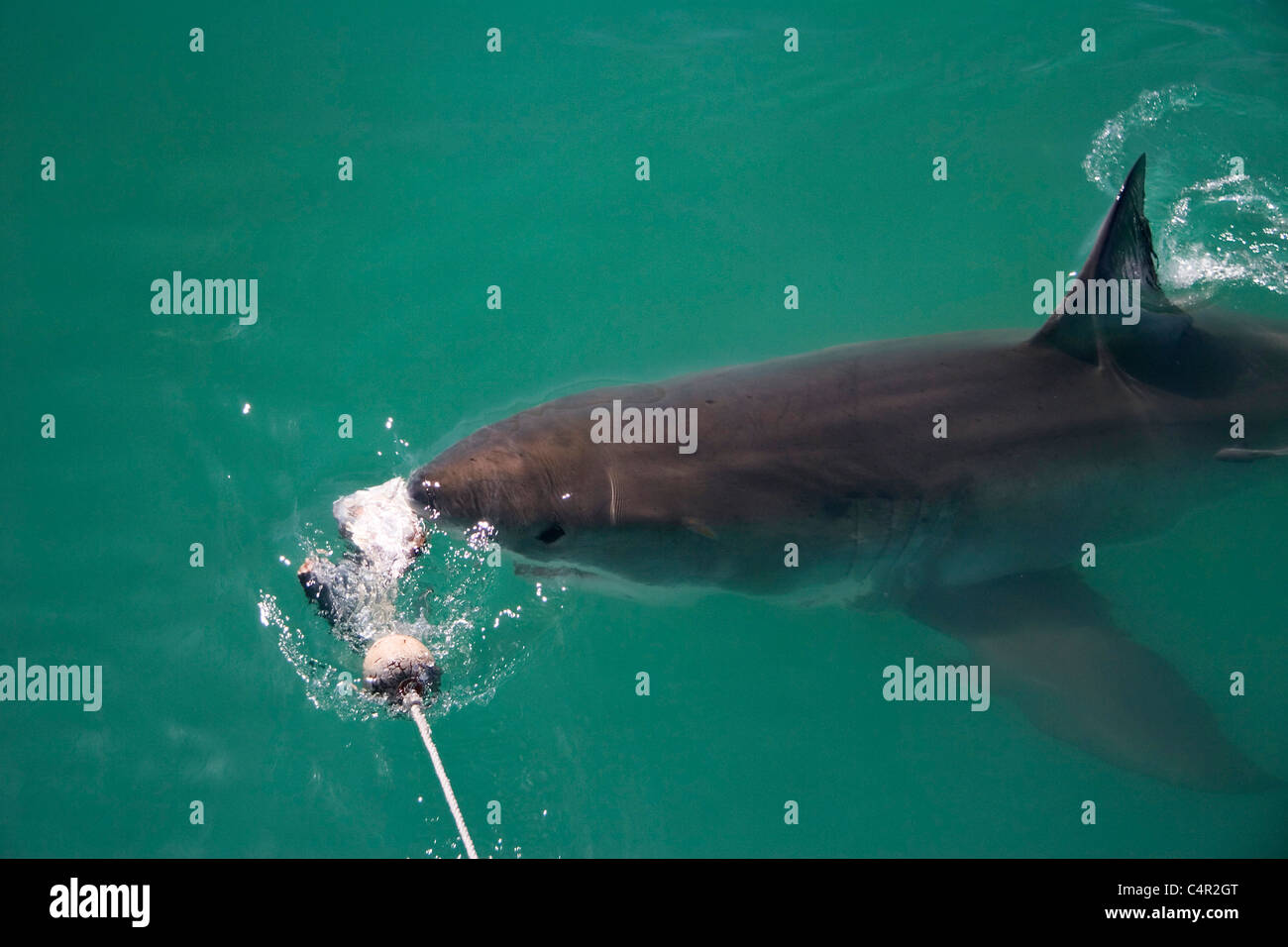 Il grande squalo bianco, Mossel Bay, Sud Africa Foto Stock