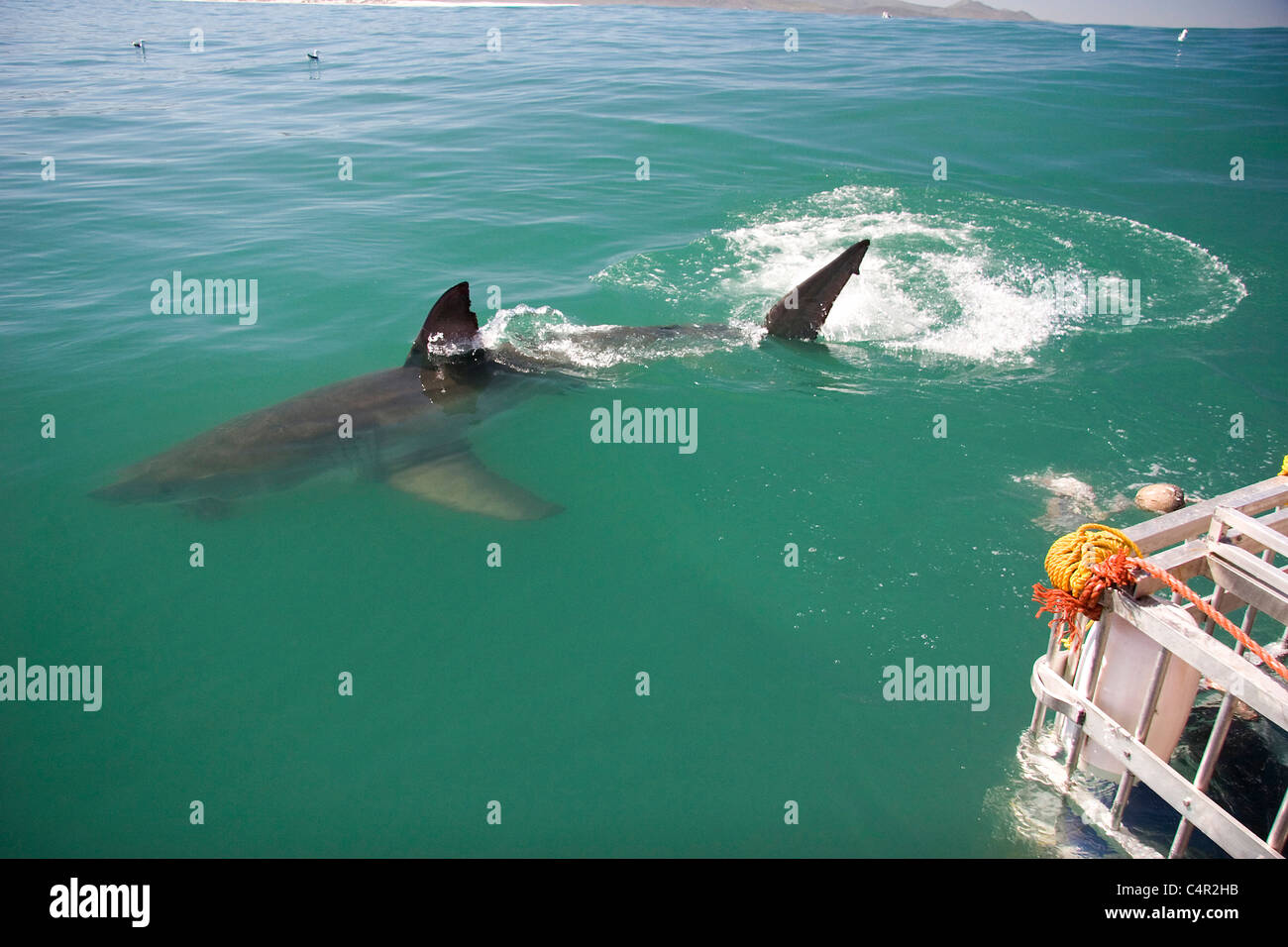 Il grande squalo bianco, Mossel Bay, Sud Africa Foto Stock