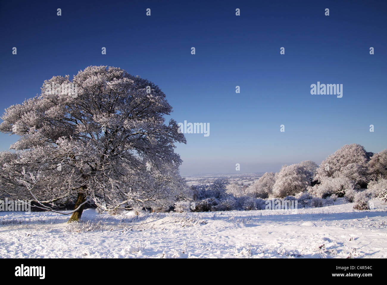 Alberi coperti di neve Foto Stock