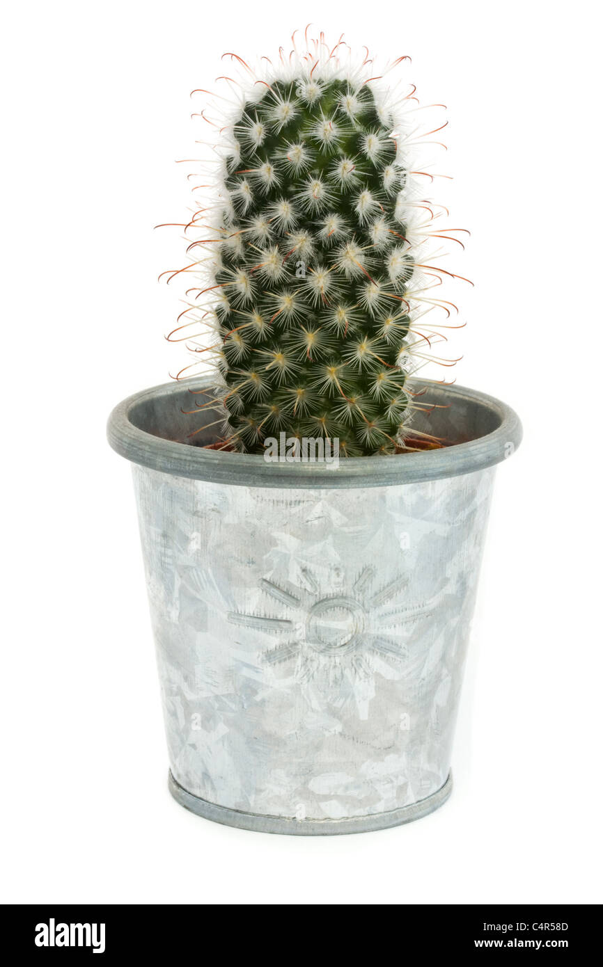 Cactus singolo in un piatto d'argento isolato su bianco Foto Stock