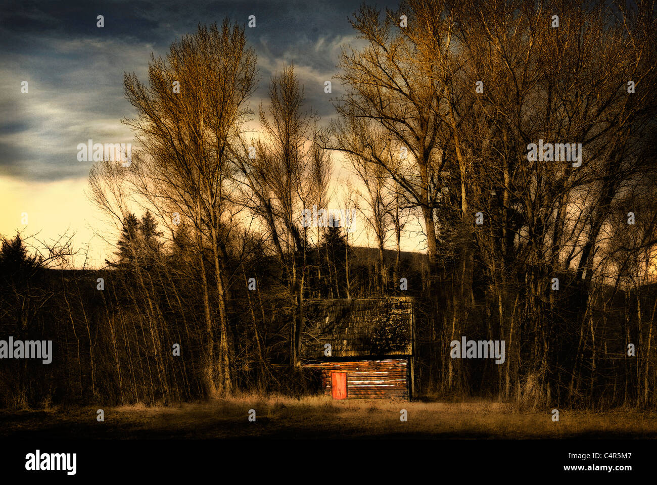 Piccolo log cabin nei boschi, Salmon Arm, B.C., Canada Foto Stock