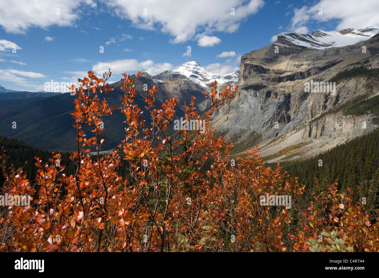 Presidente gamma in autunno, Wapta Mountain, Parco Nazionale di Yoho, B.C., Canada Foto Stock