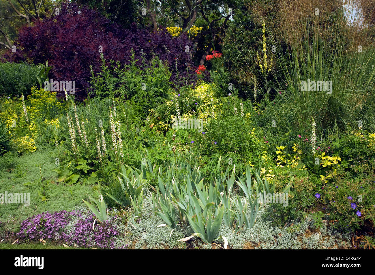 Il Beth Chatto e il giardino vivaio, Elmstead Market, Essex, Inghilterra Foto Stock