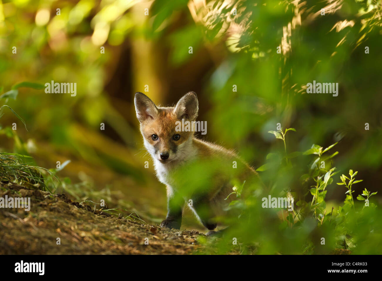 Red Fox Cub ad esplorare le sue den (Vulpes vulpes vulpes),UK Foto Stock