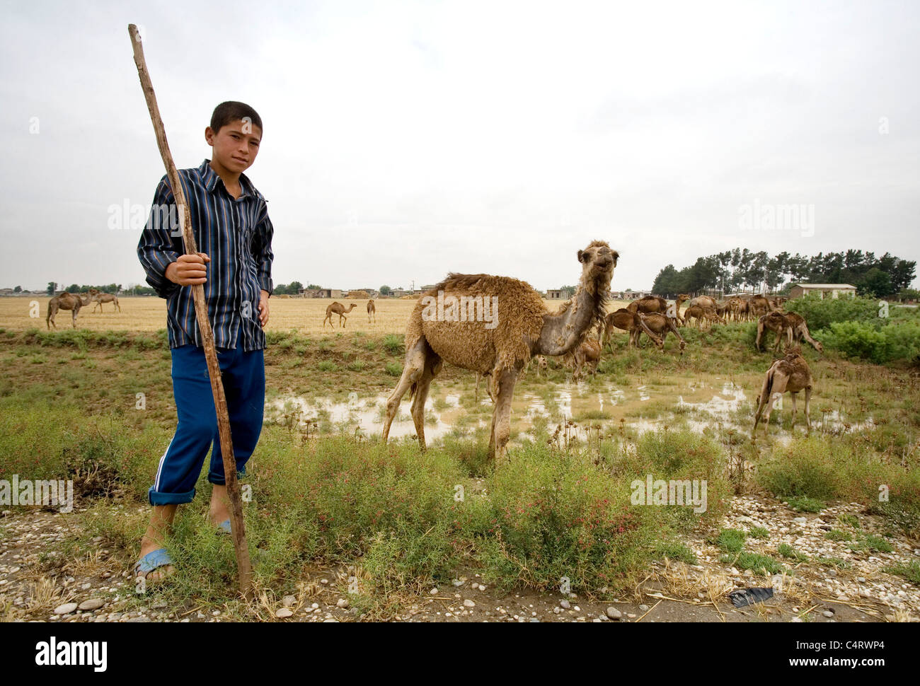 Giovane pastore lavora con allevamento di cammelli tra Gorgan e Bandar-e Torkaman, Iran Foto Stock