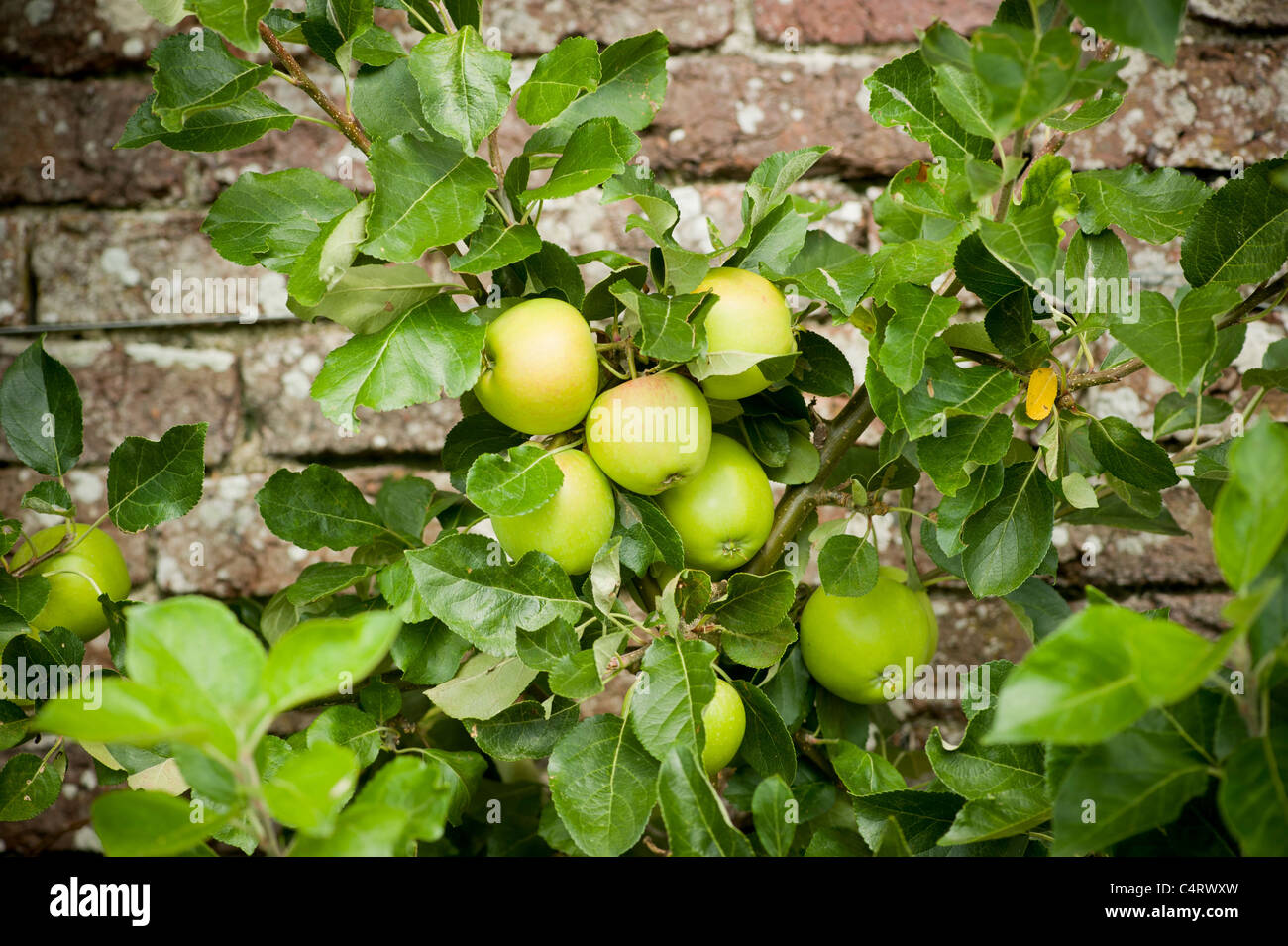 Mele verdi che crescono su un albero contro un muro di mattoni. Foto Stock