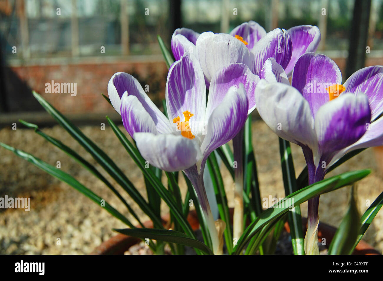 Crocus fiori in fiore in primavera Foto Stock