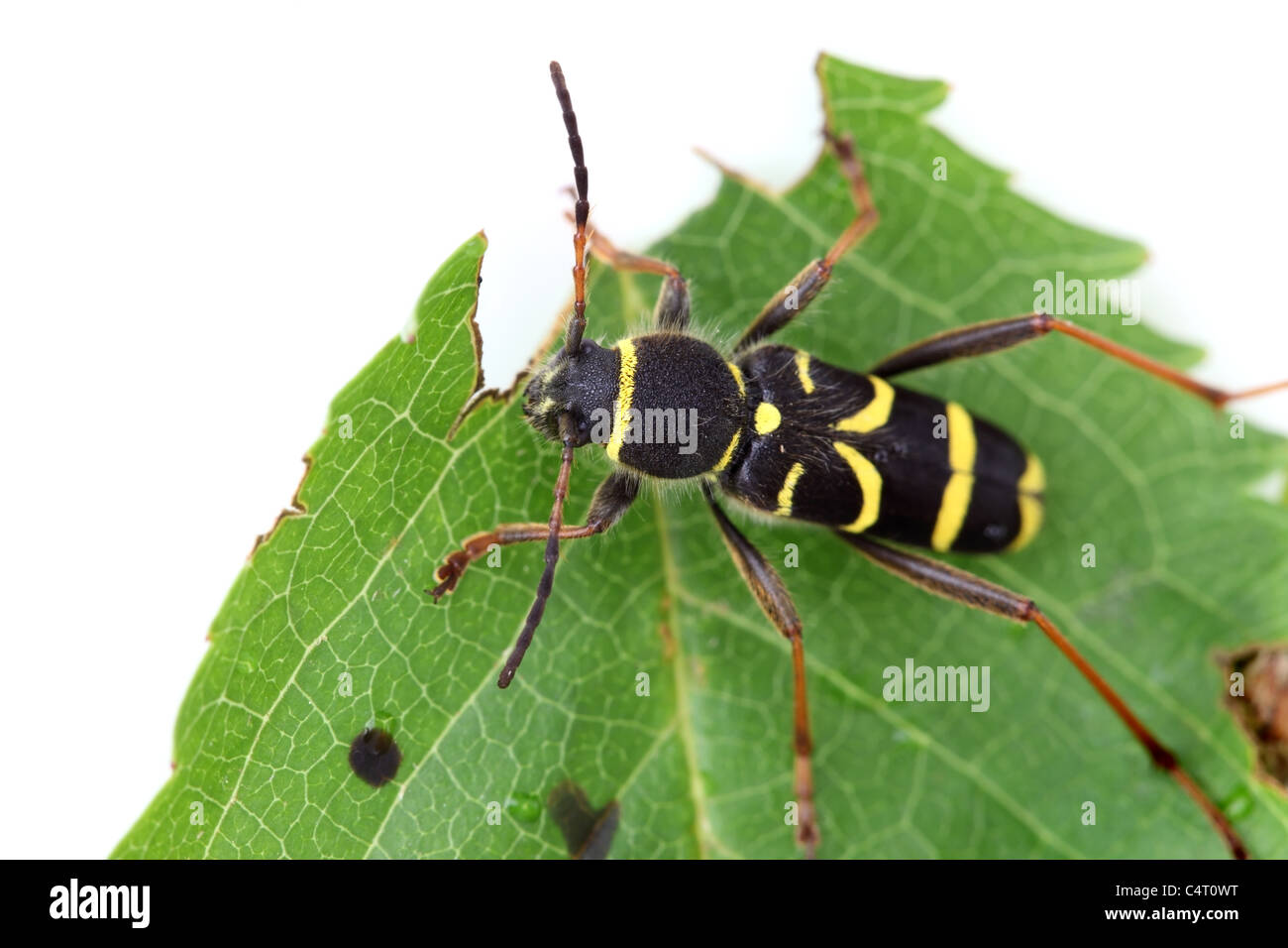 Wasp Beetle Clytus arietis Foto Stock