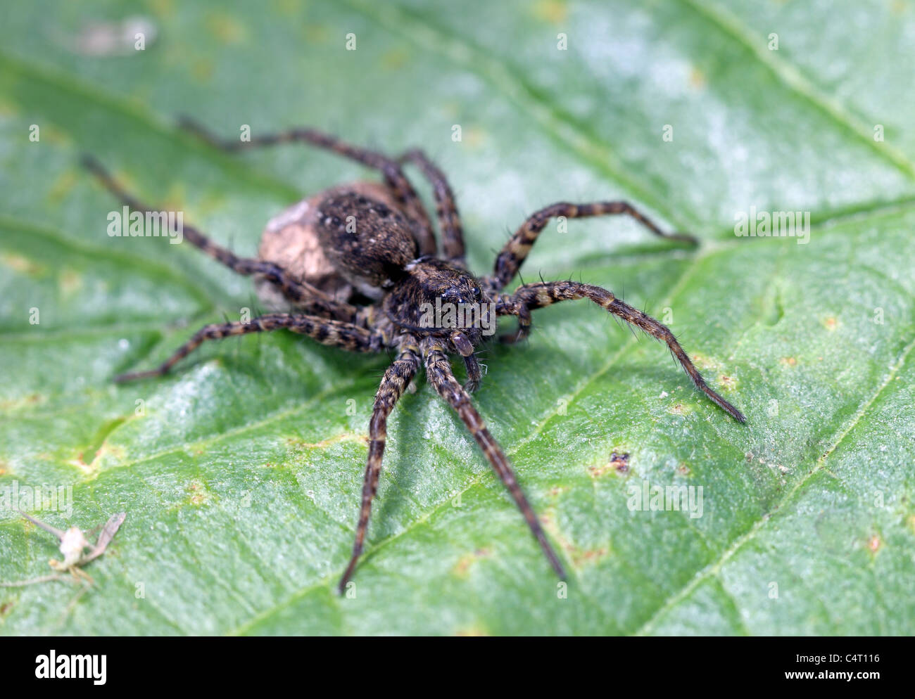 Lupa Spider Pardosa spp Foto Stock
