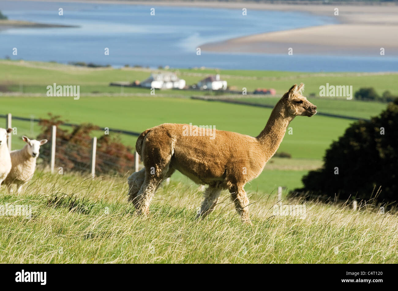 Alpaca intervallo libero e pecore fattoria campo agricoltura Agricoltura Scotland Regno Unito Foto Stock