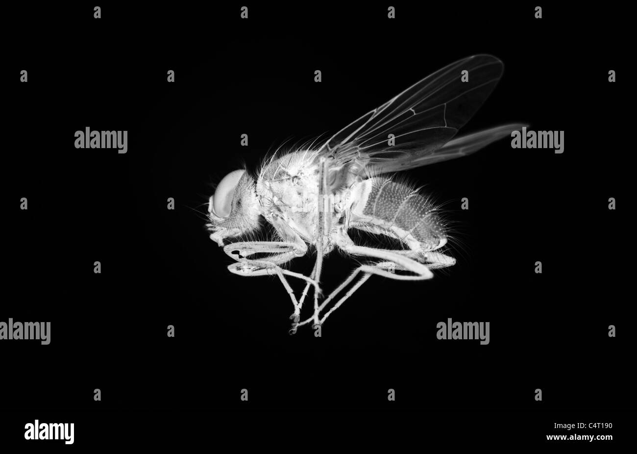 Immagine negativa di una mosca di casa Foto Stock