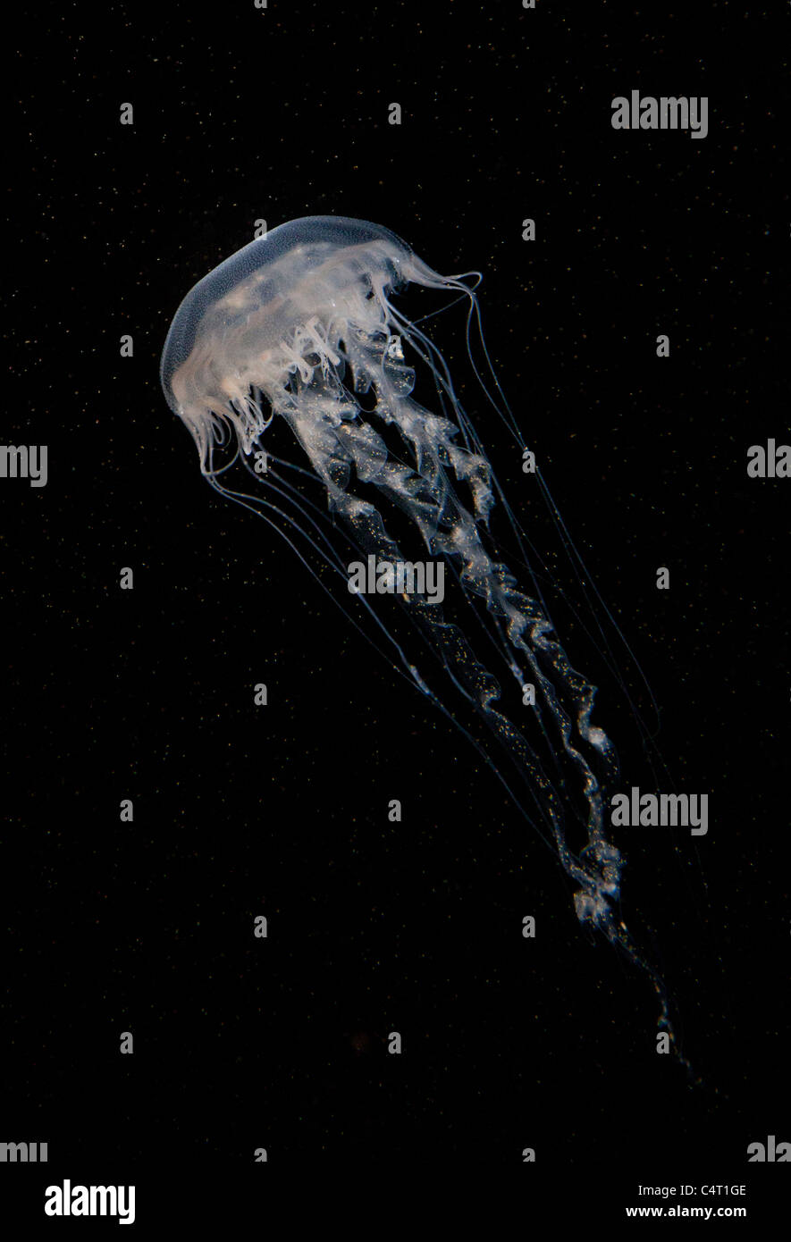 Un Atlantic mare Meduse di ortica nuota in un acquario. Foto Stock
