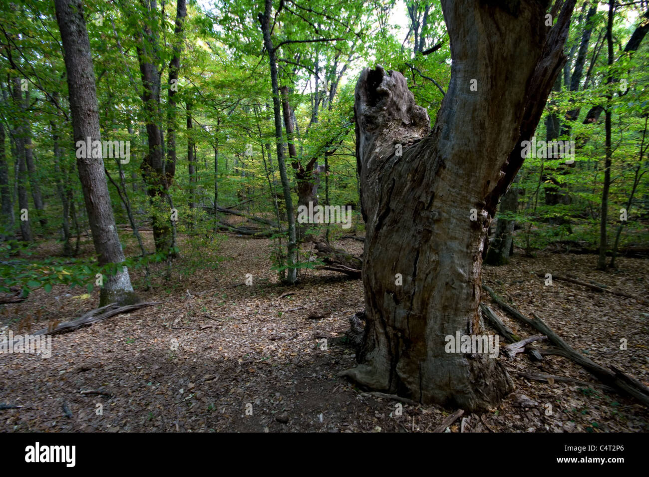 Alberi in cima alla montagna Ayu-Dag (Au-Dag, Ayudag, Audag). Crimea montagne. L'Ucraina. Foto Stock