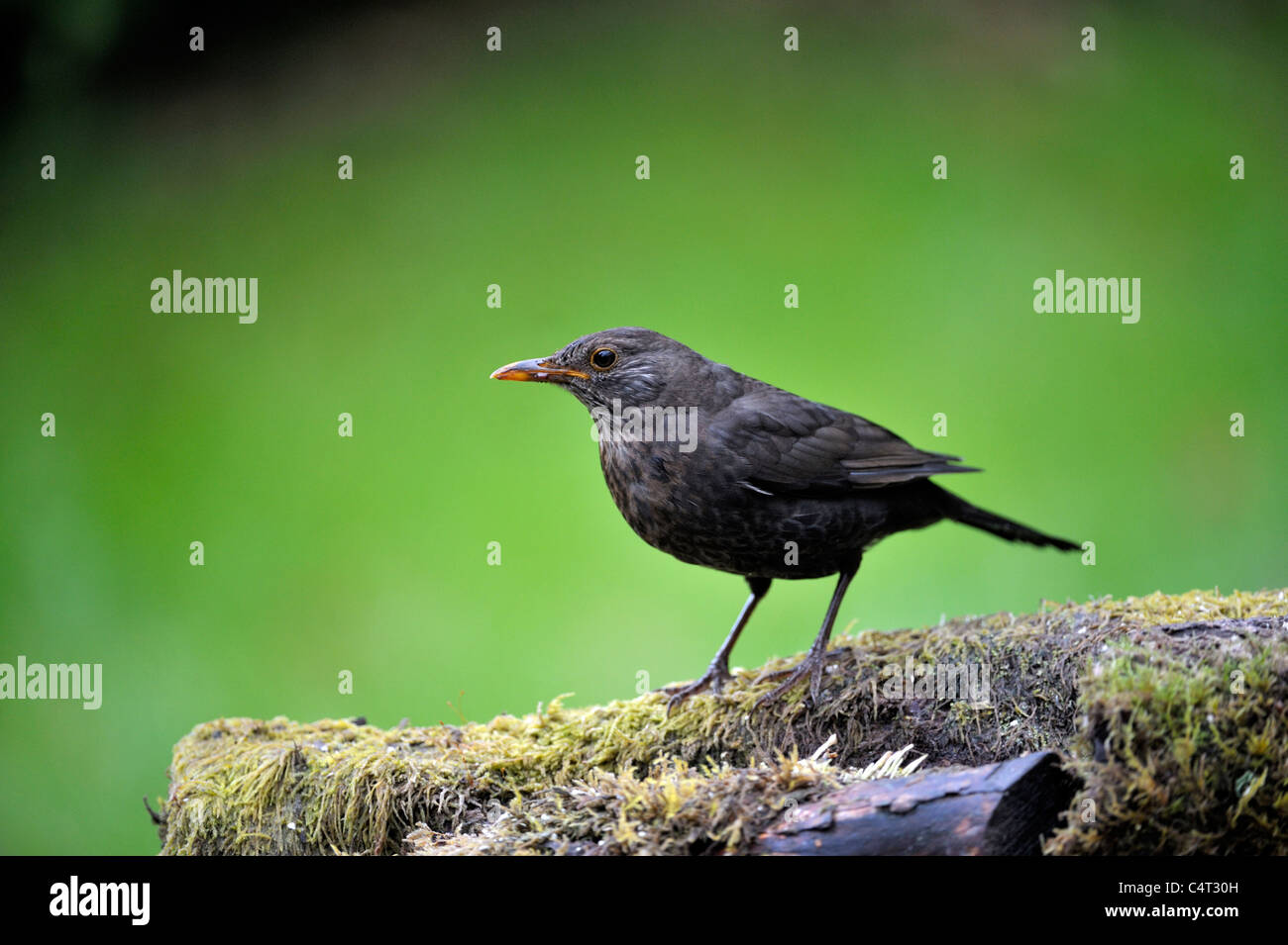 Merlo (Turdus merula) Foto Stock