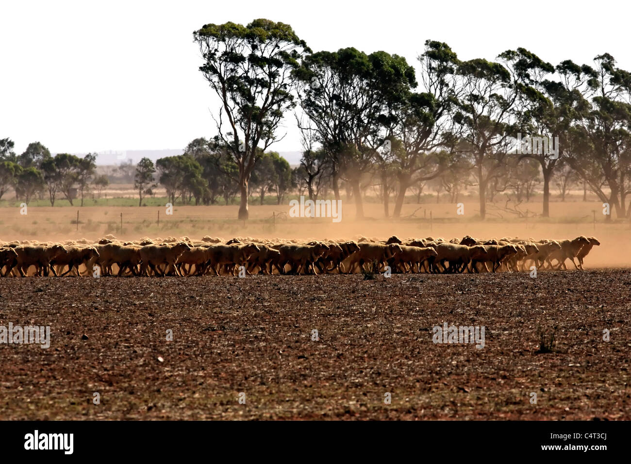 Gregge di pecore in esecuzione su hot polverosi terreni agricoli australiani, Australia occidentale, Australia Foto Stock