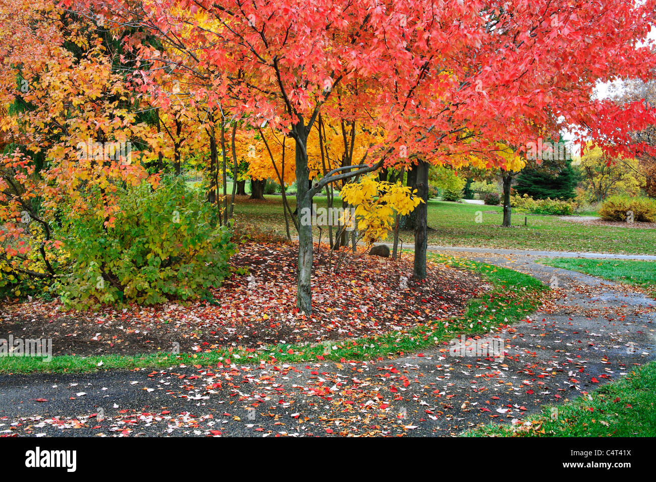 Una tranquilla passeggiata attraverso un parco / Arboretum in un giorno di pioggia in autunno, Southwestern Ohio, Stati Uniti d'America Foto Stock