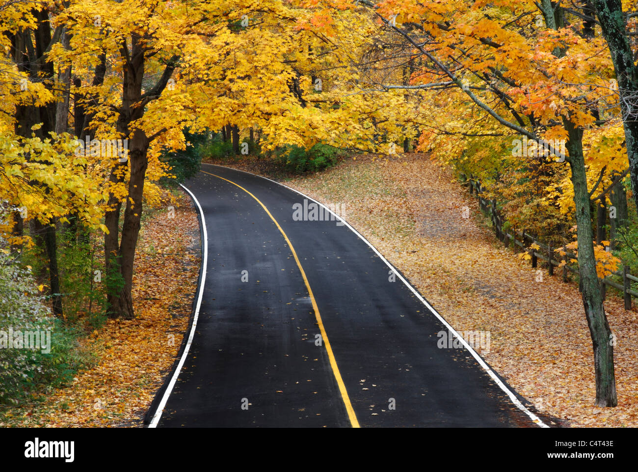 Un asfalto strada attraverso il Parco in autunno, Sharon boschi, Southwestern Ohio Foto Stock