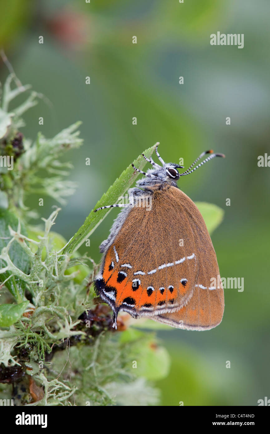 Hairstreak nero; farfalla Satyrium pruni; sulla lamina Foto Stock