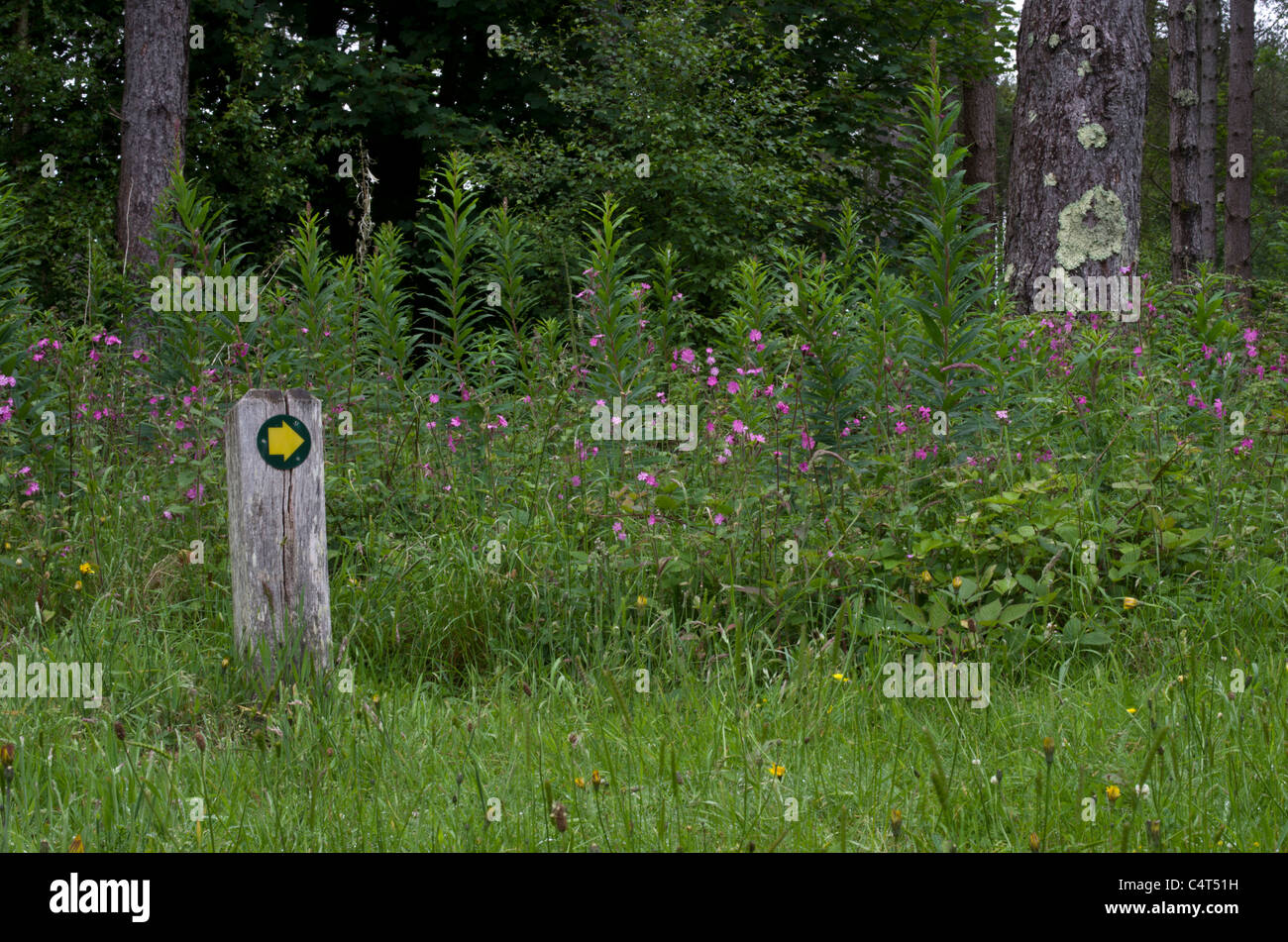 Modo segno del marchio accanto a un percorso di foresta Newborough, Anglesey, Galles, Regno Unito Foto Stock