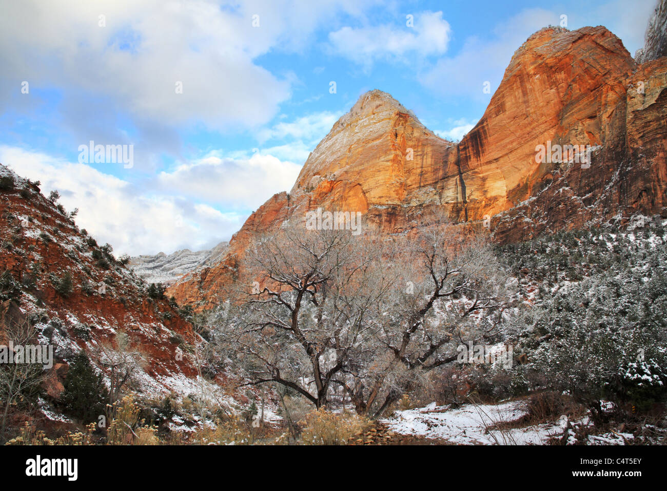 In inverno la neve sui fianchi del Red Rock cime fatte Golden dal tardo pomeriggio di sole al Parco Nazionale Zion, Utah, Stati Uniti d'America Foto Stock