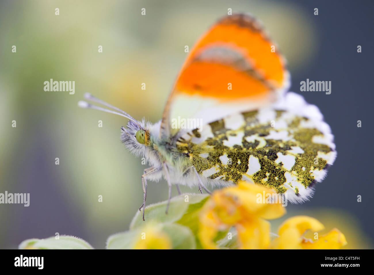 Punta arancione farfalla; Anthocharis cardamines; sul fiore Foto Stock