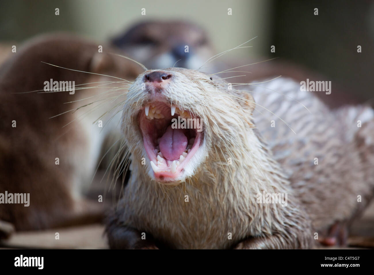 Asian breve artigliato Otter; Aonyx cinerea; animale in cattività Foto Stock